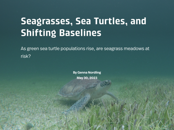 seagrasses